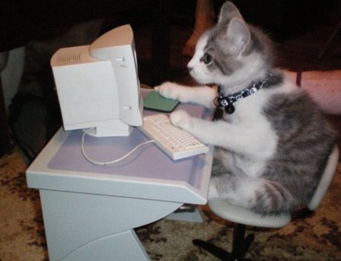 cat